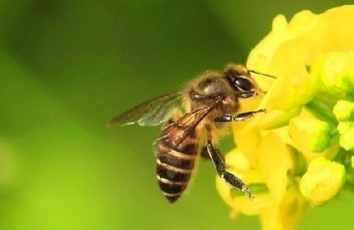 农艺师蜜蜂养殖报考